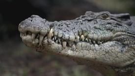 In Australia Aboriginal Peoples Hunt for Crocodile Eggs: asset-mezzanine-16x9