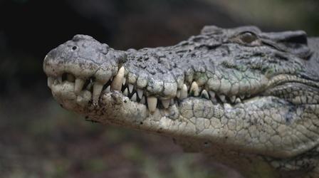 Video thumbnail: Earth's Natural Wonders In Australia Aboriginal Peoples Hunt for Crocodile Eggs