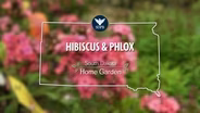 South Dakota Home Garden Hibiscus & Phlox