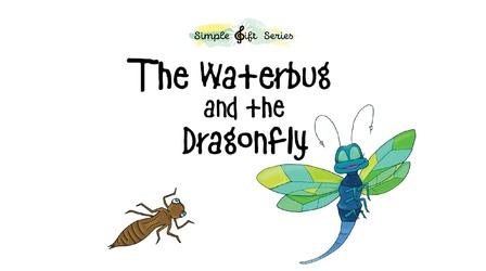 Video thumbnail: Simple Gift Series Marty & Tempo; Visiting the Vet Hospital; “The Waterbug & th