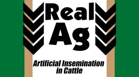 Video thumbnail: Real Ag RealAg Artificial Insemination in Cattle (Ep608)