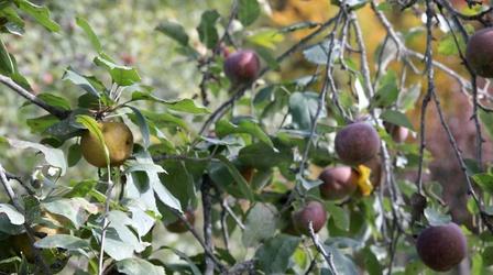 Video thumbnail: Assignment: Maine Preserving Heirloom Apples
