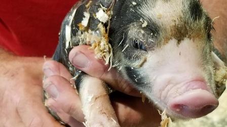 Video thumbnail: Maryland Farm & Harvest Episode 609