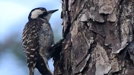 Video thumbnail: SCI NC Saving the Red-Cockaded Woodpecker