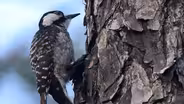 Saving the Red-Cockaded Woodpecker