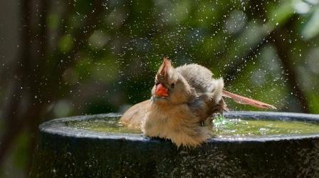 Video thumbnail: Central Texas Gardener Great Shots from CTG Gardeners