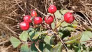 Fast Forage: Rose Hip