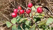 Fast Forage: Rose Hip