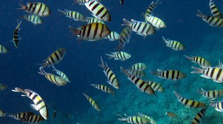 Video thumbnail: PBS NewsHour UN reaches historic deal to protect ocean biodiversity