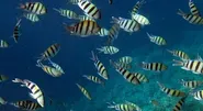 UN reaches historic deal to protect ocean biodiversity