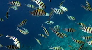UN reaches historic deal to protect ocean biodiversity
