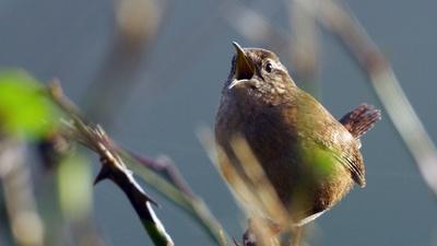 Footage Proves Female Songbirds Can Sing