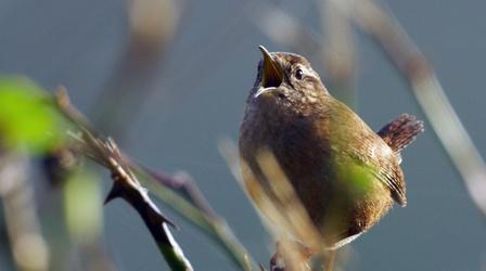 Video thumbnail: Nature Footage Proves Female Songbirds Can Sing
