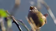 Footage Proves Female Songbirds Can Sing