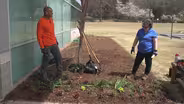 Planting Summer Annuals & Landscape Planning