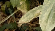 Garden Disease Problems & Grass Identfication