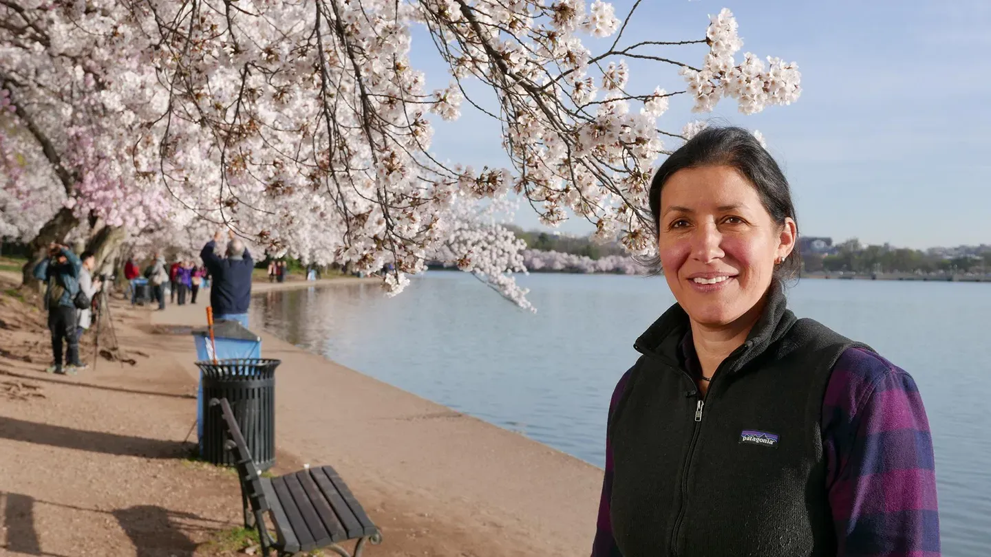 Cherry Blossoms, Mount Rushmore | Ask TOH