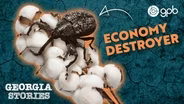 How the Boll Weevil and Drought Led to Hard Times in Georgia