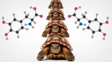 Video thumbnail: Reactions Chirality is Just Turtles All the Way Down