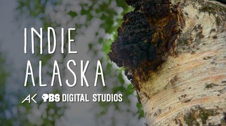 Video thumbnail: Indie Alaska We are Chaga Harvesters