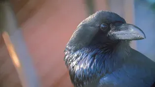 Raven