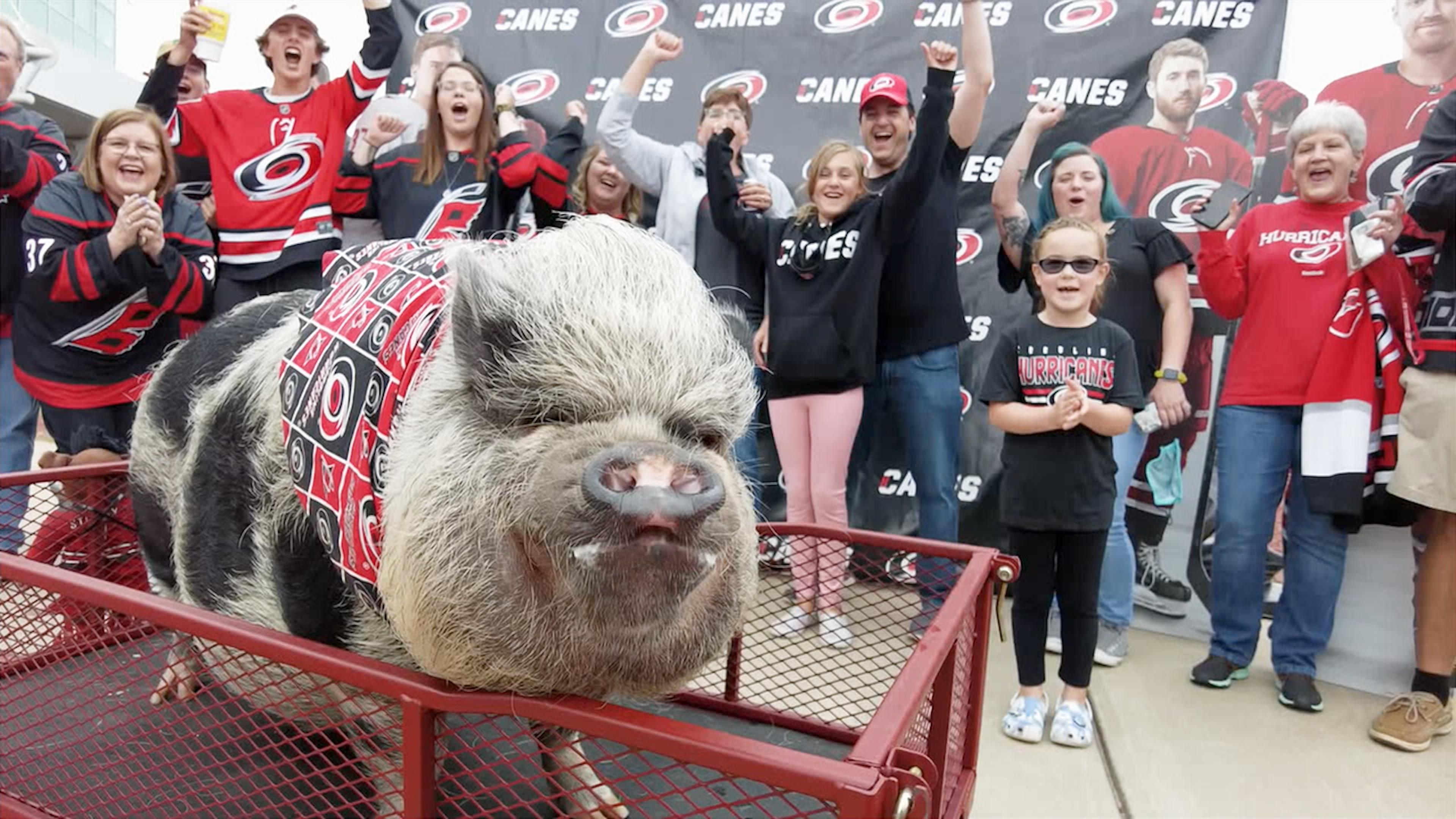 Hamilton the Pig in a red wagon with North Carolina Hurricanes fans behind him.