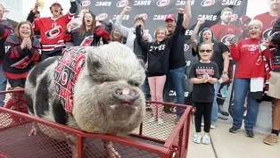 How A Pig Became the Carolina Hurricane's Unofficial Mascot