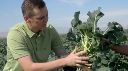 Video thumbnail: Valleys Gold Broccoli and Cauliflower