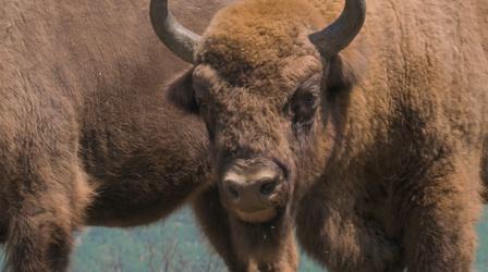 Video thumbnail: Europe's New Wild The European Bison