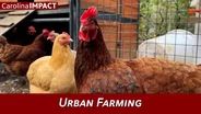 Urban Farming | Carolina Impact