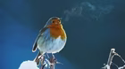 Attenborough’s Wonder of Song