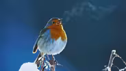 Attenborough’s Wonder of Song