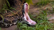Preview | Animals Among Us