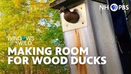 Making Room for Wood Ducks