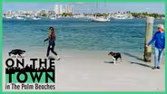 Dog-Friendly Water Taxi to Peanut Island