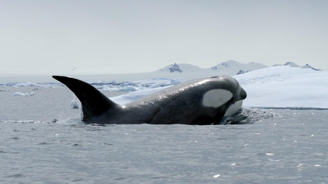 Nature | Expedition Killer Whale