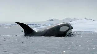 Expedition Killer Whale