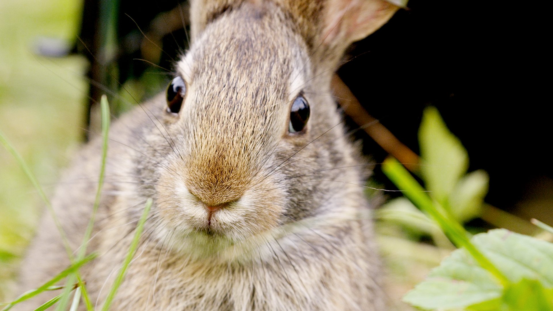 are bunnies faster than dogs