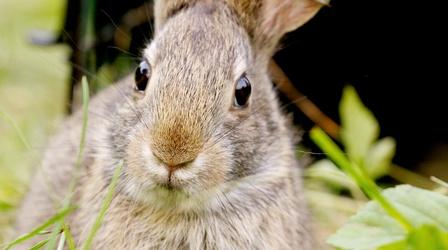 Video thumbnail: Nature Remarkable Rabbits - Preview