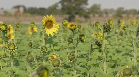 Video thumbnail: Wisconsin Life COVID-19 Sunflowers