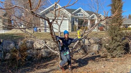 Video thumbnail: Modern Gardener How to Prune a Peach Tree