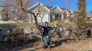 How to Prune a Peach Tree