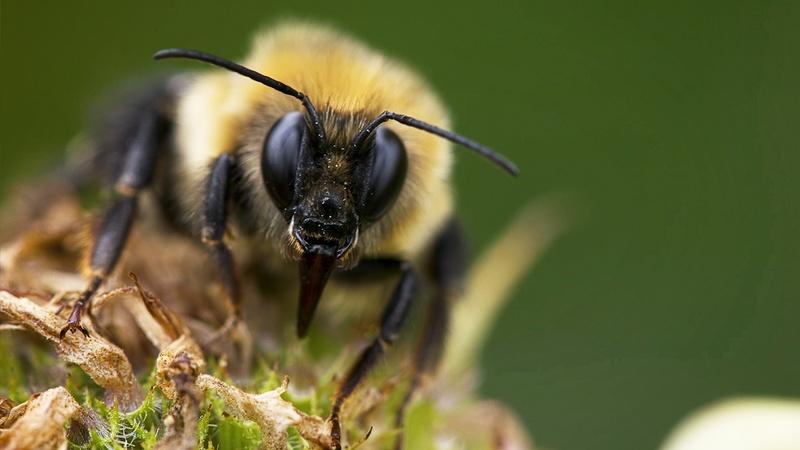 Wool carder bees  Wild Pollinator Partners