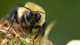 The Power of Pollinators