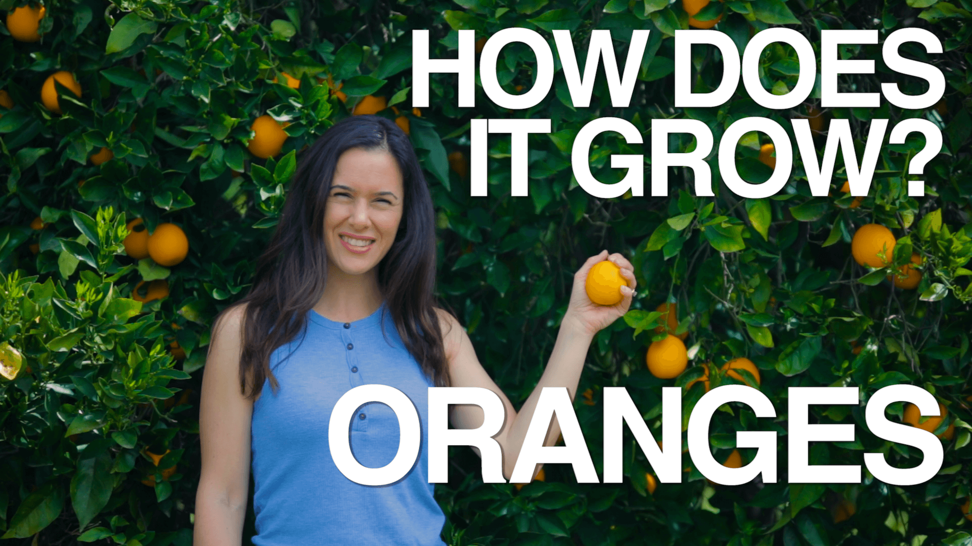 how-does-it-grow-oranges-kcts-9