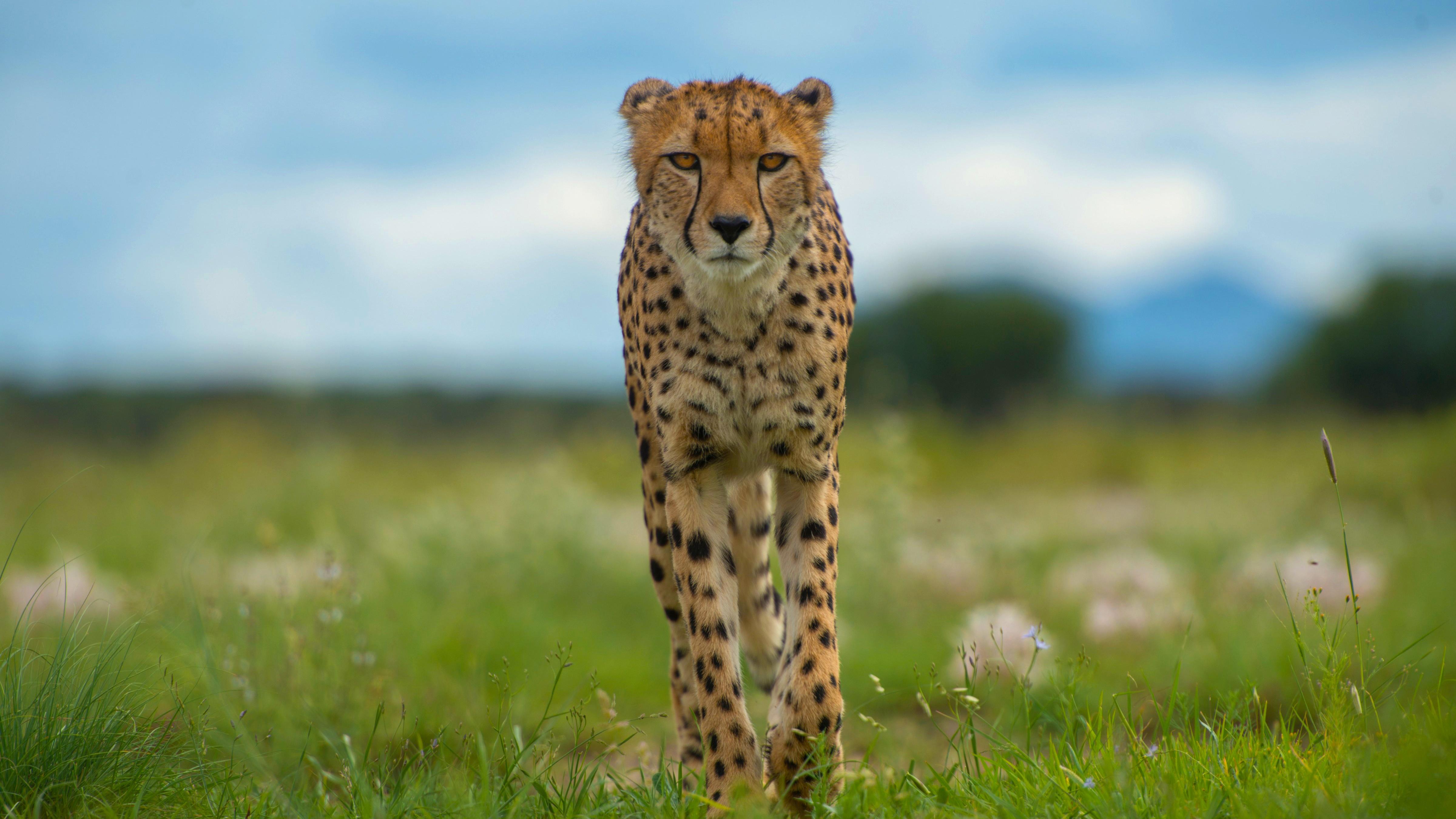Nature | 'Cheetah Cam' Captures Chase Through the Bush | Season 36 |  Episode 9 | PBS