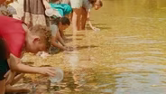 A School of Trout