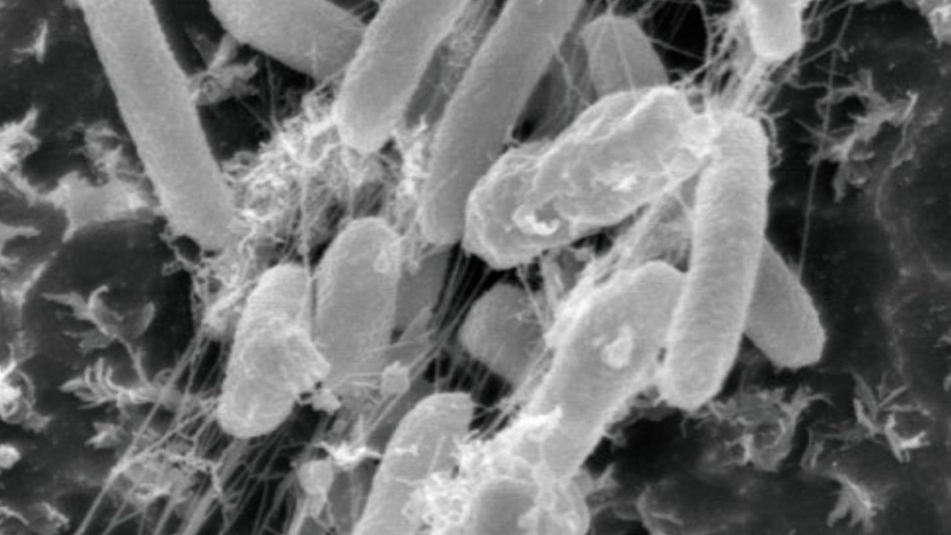 Could bacteria clean up our plastic trash?