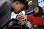 Why some small marijuana growers struggle after legalization