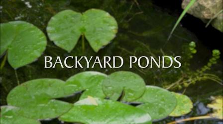 Video thumbnail: Georgia Outdoors Backyard Ponds